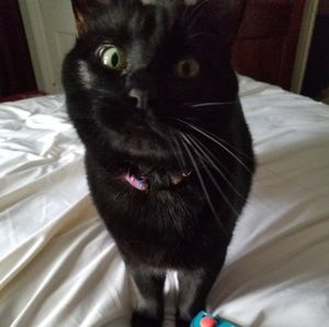 Meet your Posher, Elizabeth